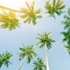 Upward angle of palm trees in the sun.